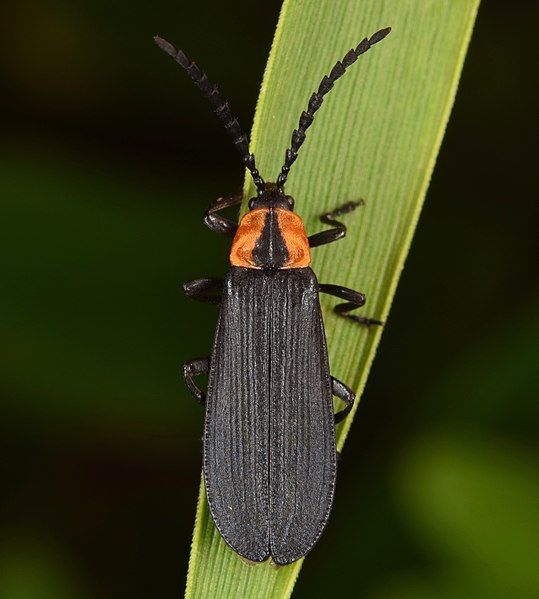 File:Calochromus perfacetus (50681888423).jpg