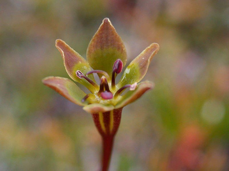 File:Campynema aged petals.jpg