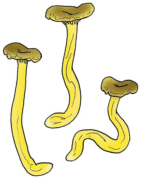 File:Cantharellus zangii.jpg