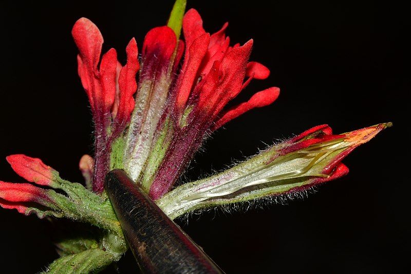 File:Castilleja bella 4.jpg