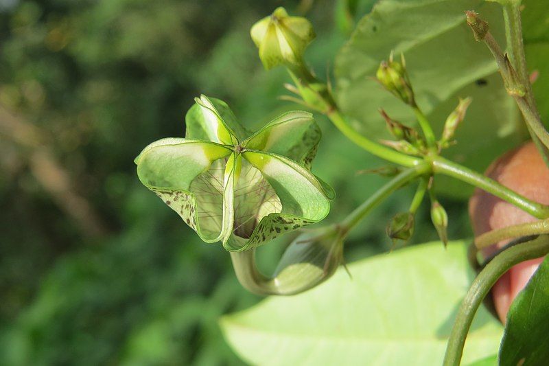 File:Ceropegia elegans.jpg