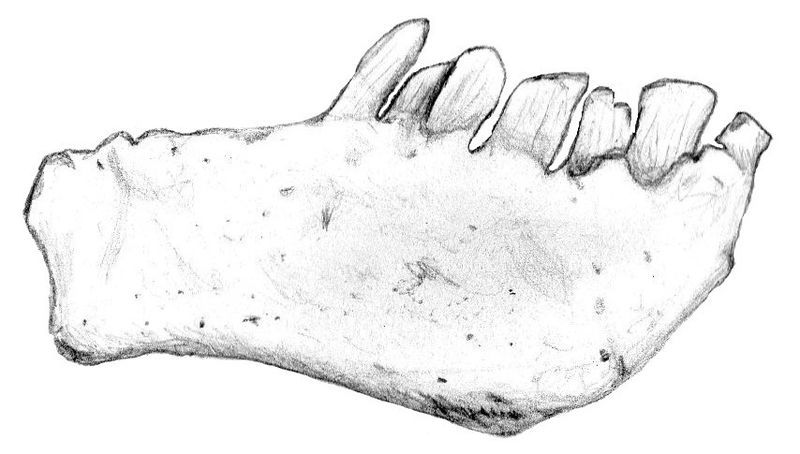 File:Chilesaurus jaw.jpg