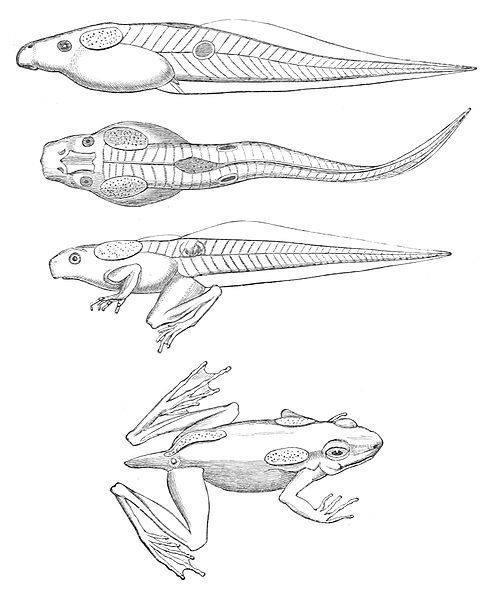 File:Clinotarsus alticola.jpg