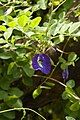 Clitoria ternatea