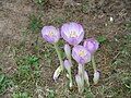 Colchicum byzantinum