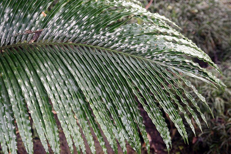 File:Cycas repanda 5zz.jpg