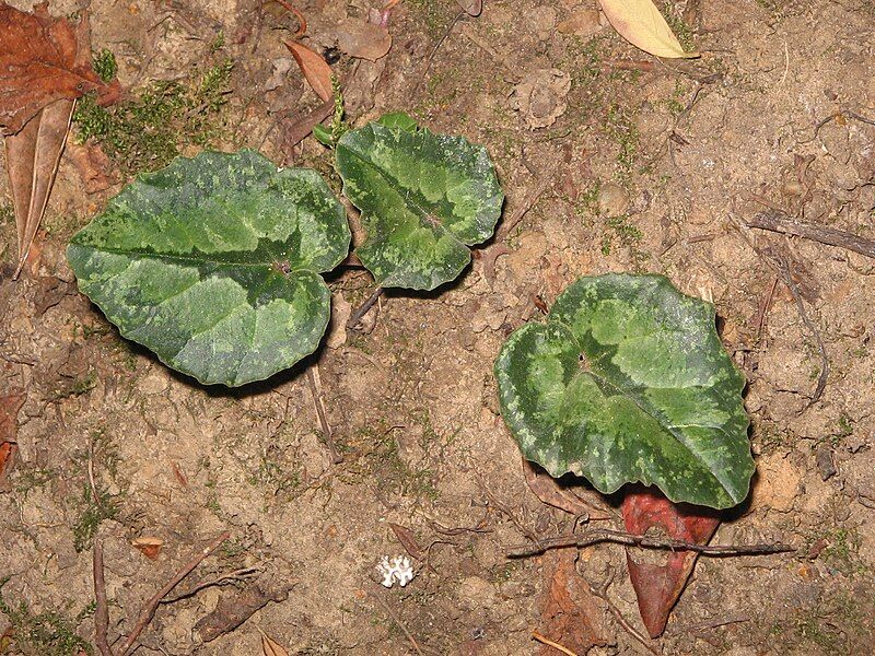 File:Cyclamen pseudibericum leaves3.jpg