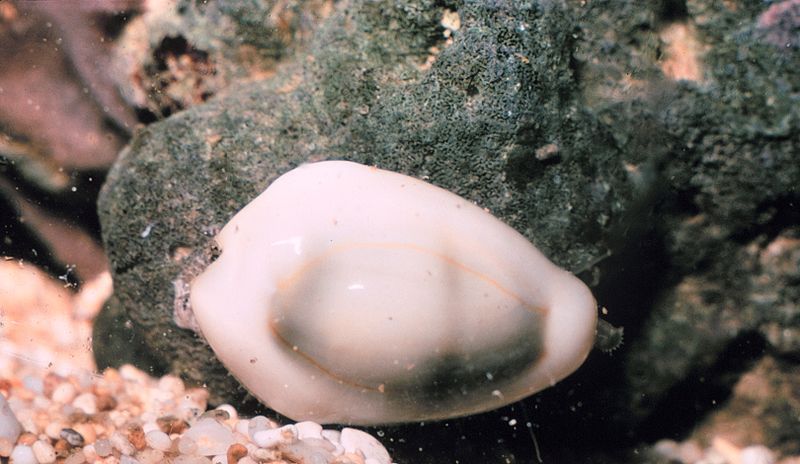 File:Cypraea moneta.jpg