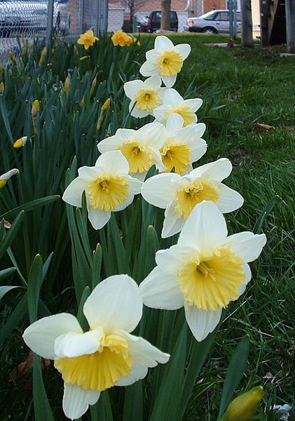 File:Daffodil km 01.jpg