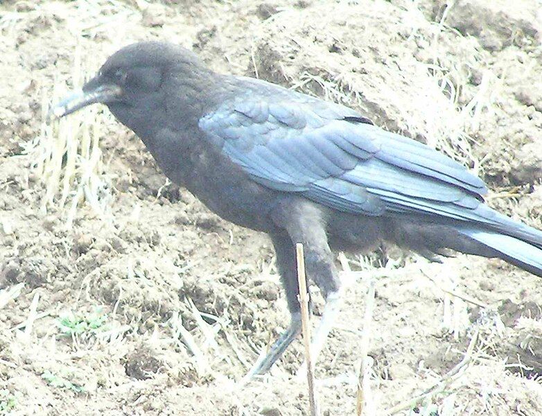 File:DebreBirhanCorvus1.jpg