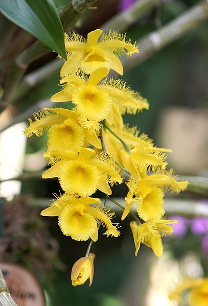 File:Dendrobium harveyanum (12862990584).jpg