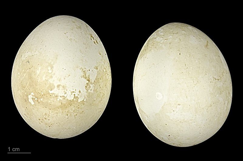 File:Dendrocygna arcuata MHNT.ZOO.2010.11.34.5.jpg