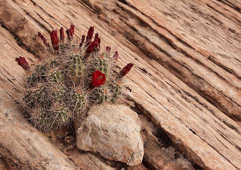 File:Echinocereus triglochidiatus (8729914200).jpg