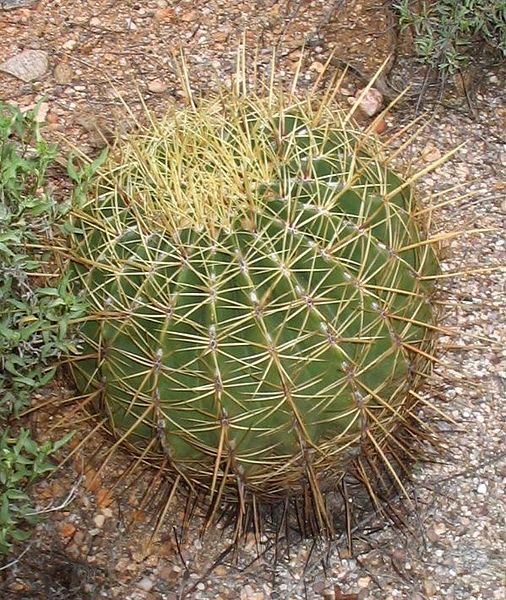 File:Electrode Cactus.jpg