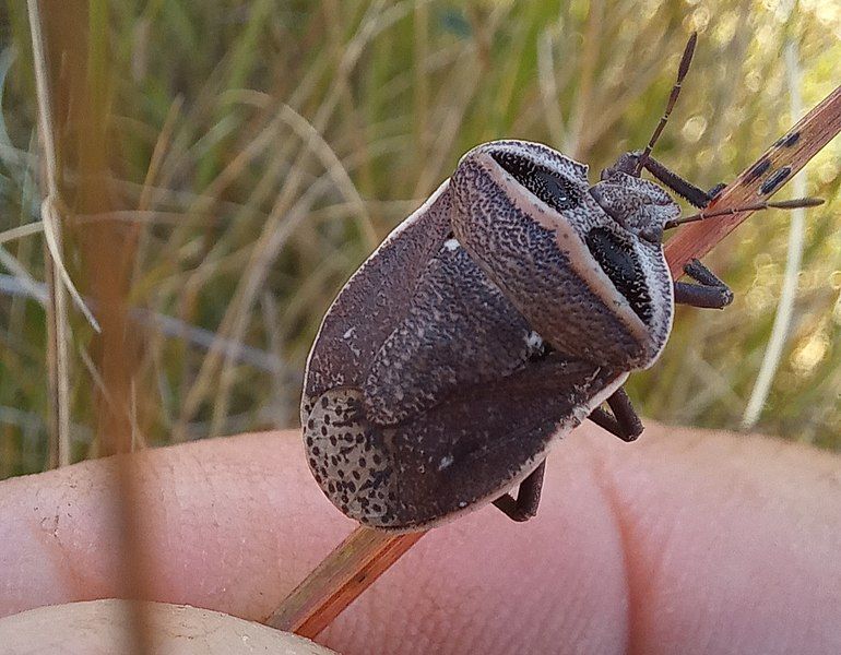 File:Eonymia foveata.jpg