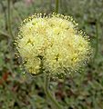 Eriogonum ursinum