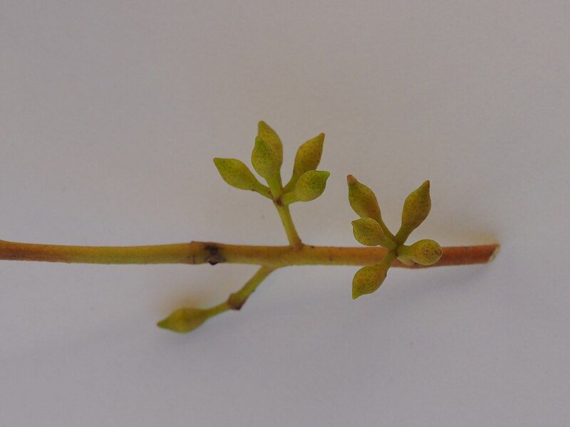 File:Eucalyptus nova-anglica buds.jpg