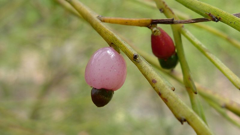 File:Exocarpos strictus.jpg