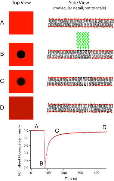 File:Frap diagram.svg