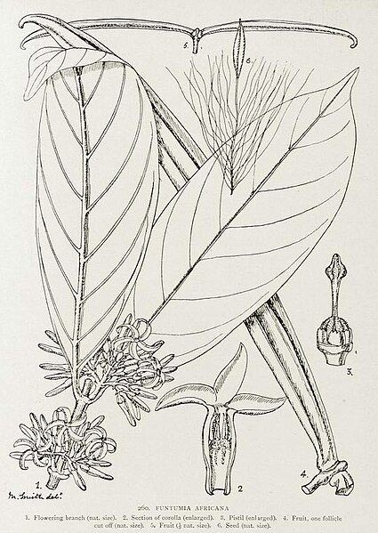 File:Funtumia africana-1906.jpg