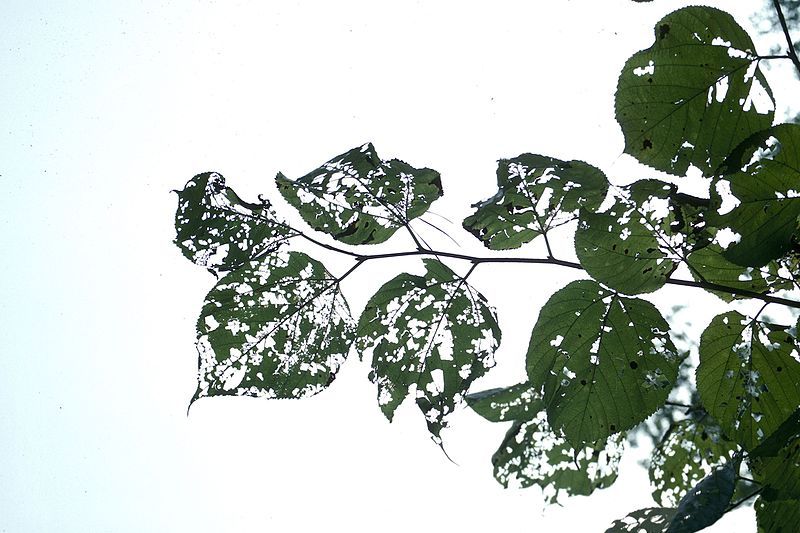 File:Glyphodes sibillalis damage.jpg