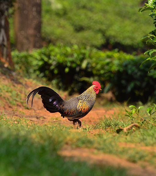 File:Grey jungle fowl.jpg