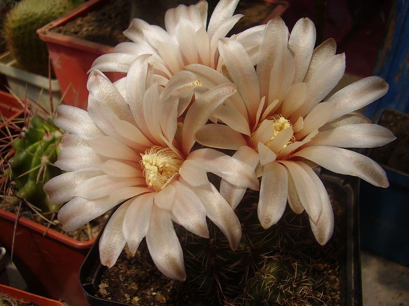 File:Gymnocalycium erinaceum.jpg