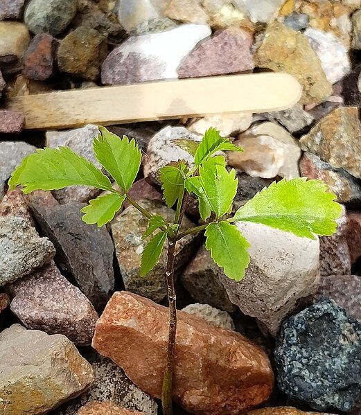 File:Handroanthus impetiginosus seedling.jpg