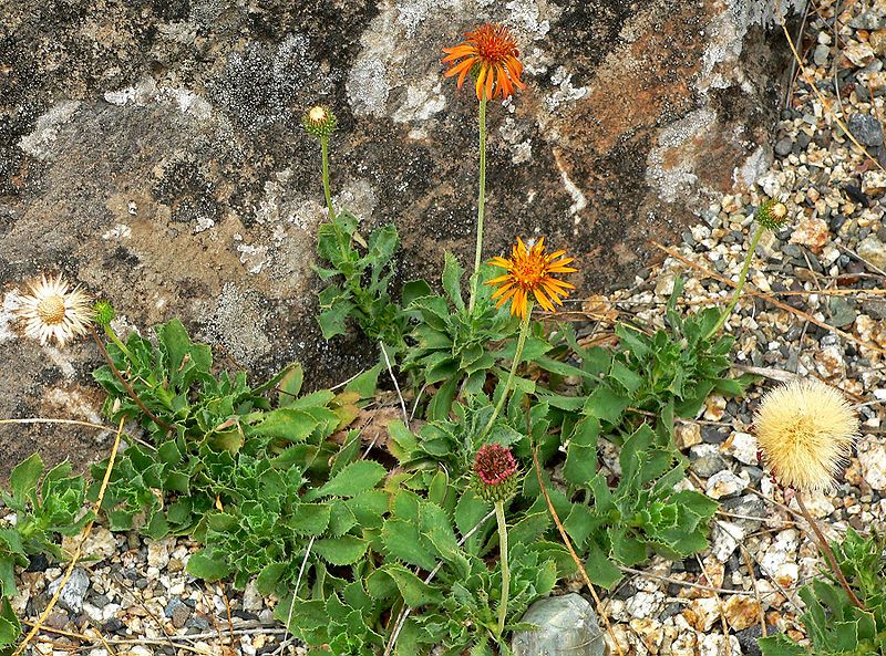 File:Haplopappus foliosus 1.jpg