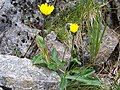 Alpine hawkweed.