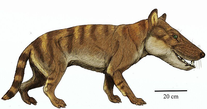 File:Hyaenodon macrocephalus.jpg