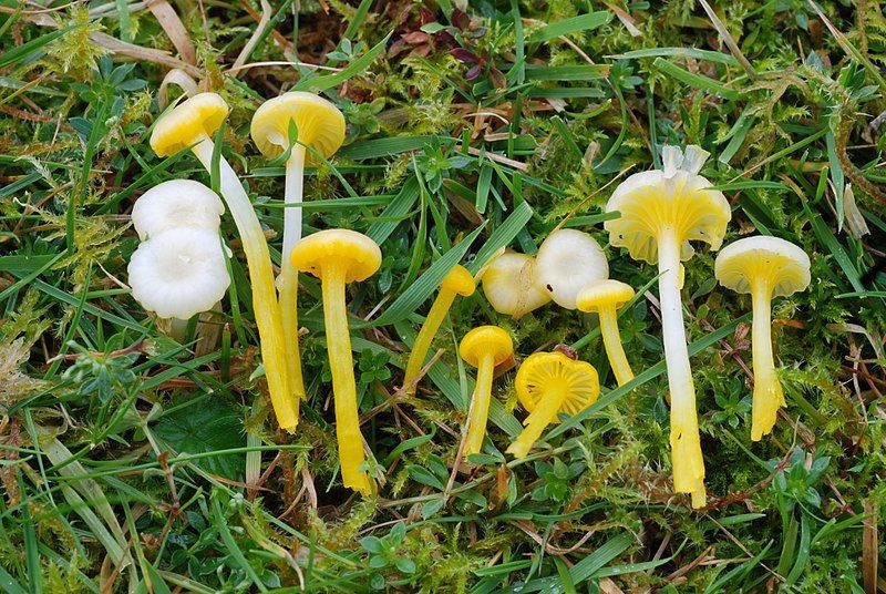 File:Hygrocybe vitellina1.jpg