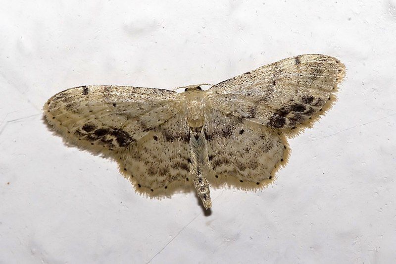 File:Idaea.dimidiata.7539.jpg