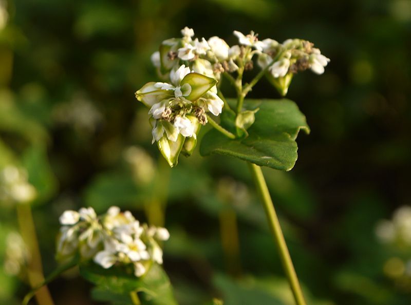 File:Japanese Buckwheat Flower.JPG