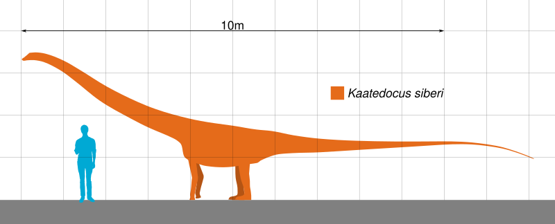 File:Kaatedocus Scale.svg