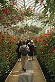 The long glass gallery in bloom