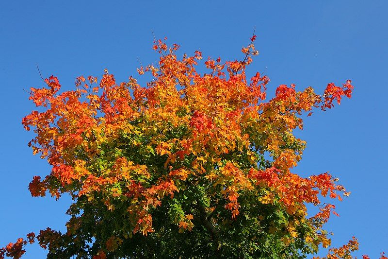 File:Leaves in autumn.jpg