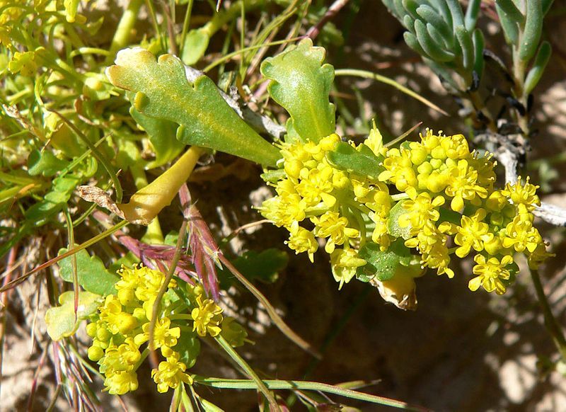 File:Lepidium flavum close.jpg