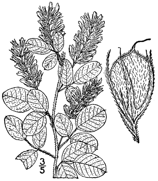 File:Lespedeza hirta BB-1913.png