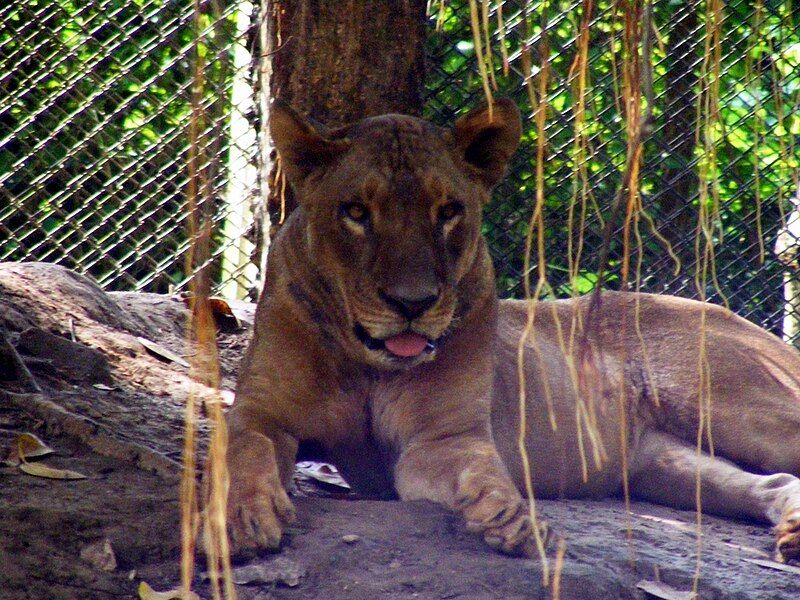 File:Lion Patna Zoo.JPG