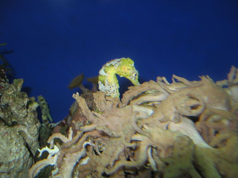 File:Longsnoutedseahorse.JPG