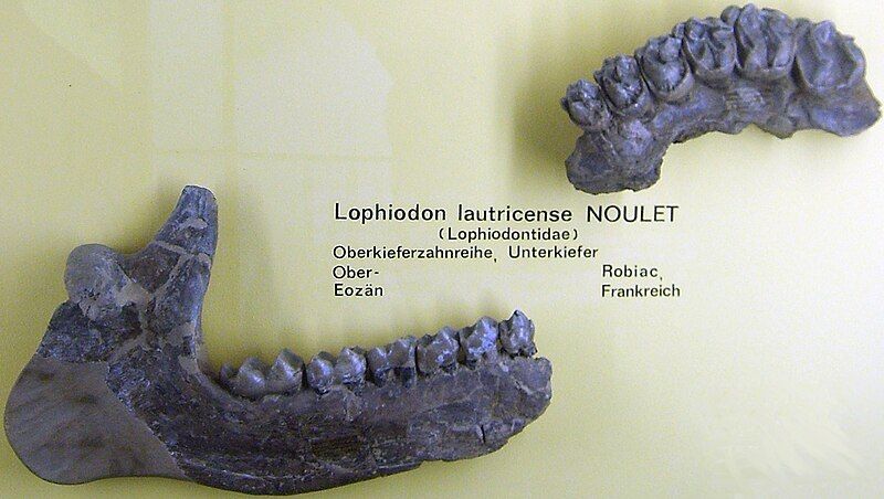 File:Lophiodon.jpg