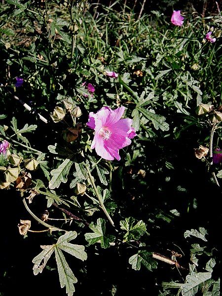 File:Malva alcea02.jpg