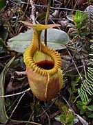 Pitcher of Nepenthes villosa