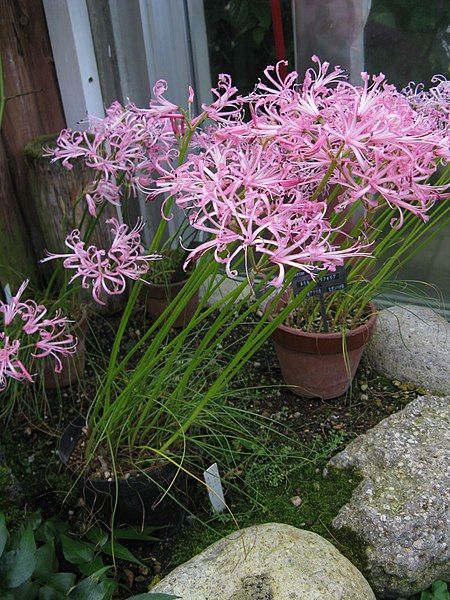 File:Nerine filifolia2.jpg