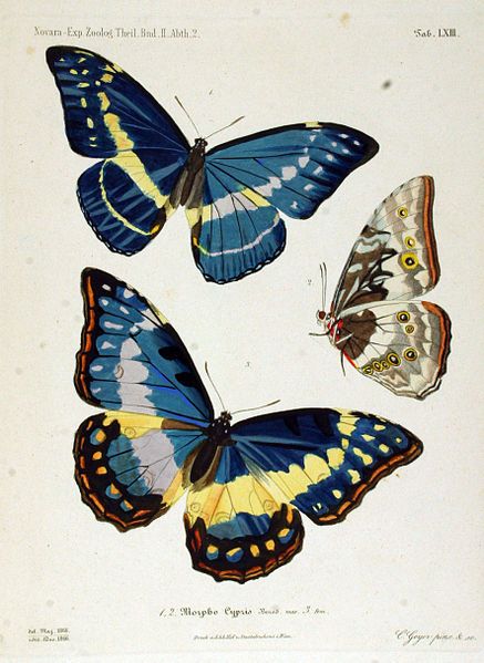 File:NovaraExpZoologischeTheilLepidopteraAtlasTaf63.jpg