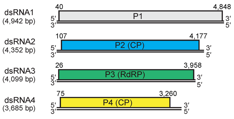 File:ODR.Quadri.fig3.v4.png