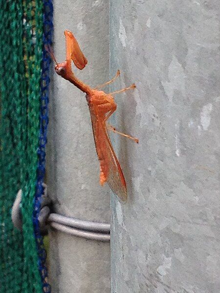 File:Orange mantispidae.jpg