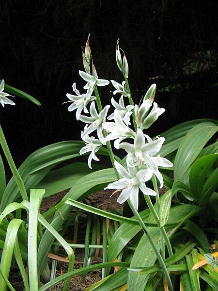 File:Ornithogalum nutans002.jpg