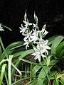 Ornithogalum nutans